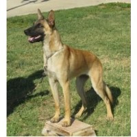 Hillside K9 Academy German Shepherd Dog breeder