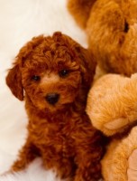 Robert - Poodle Toy Breeder Poodle Toy breeder