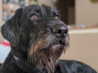 Labradoodle thumbnail