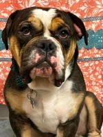 Full Throttle Bulldogges