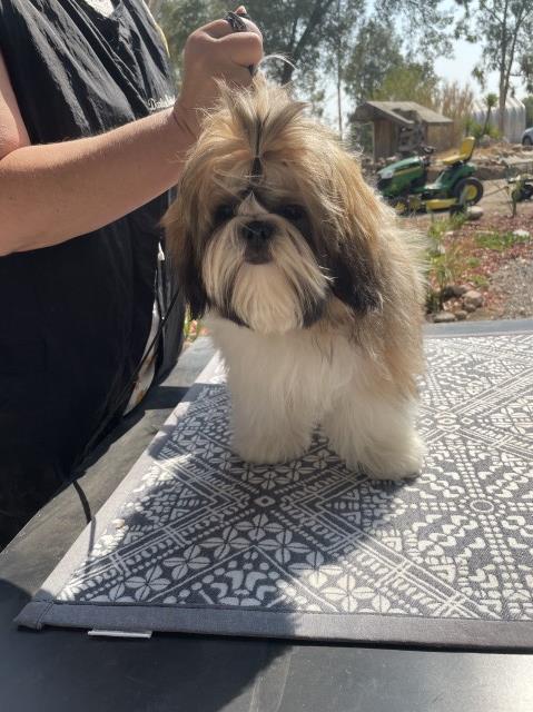 Shih Tzu Stud 29345