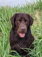 Paul - Labrador Retriever Stud