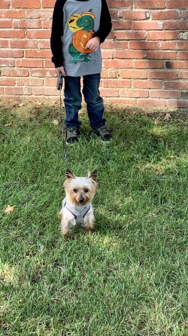 Yorkshire Terrier Stud 29359