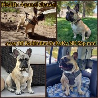 Victoria - French Bulldog Stud