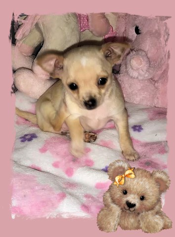 Chihuahua Breeder 25694