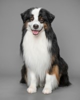 Too Mini Aussies Miniature Australian Shepherd breeder