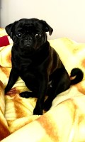 Tracy - Pug Stud