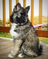 Hk9k Siberians (Siberian Wolfdogs) Siberian Husky breeder
