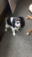 Jada Barnes - Cavalier King Charles Spaniel Stud