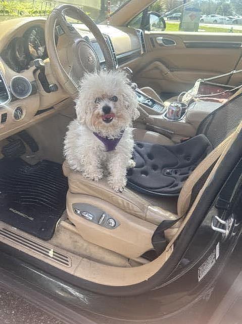 Poochons by Podpalka