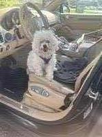 Poochons by Podpalka