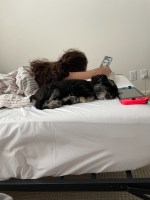 Angela - Miniature Schnauzer Stud