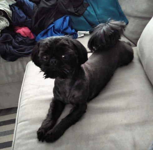 Shih Tzu Stud 28103