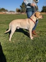 Chase the lab Labrador Retriever breeder