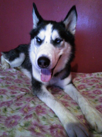 Siberian Husky Stud 27178