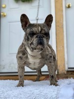 cristian - French Bulldog Stud
