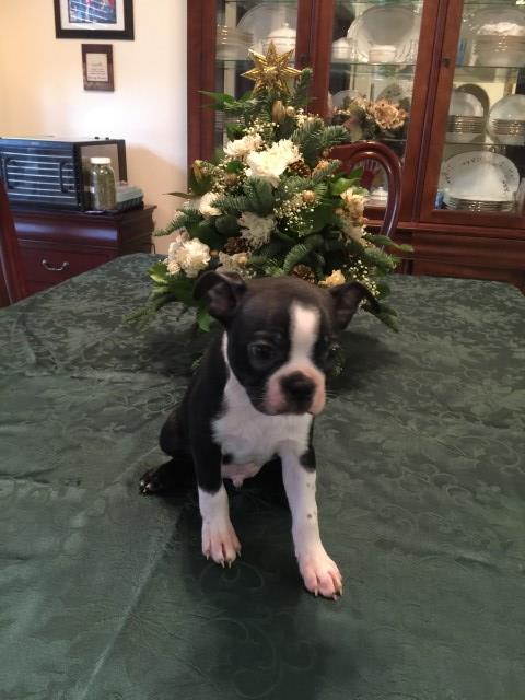 Boston Terrier Breeder 26588