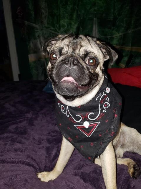 Pug Stud 27707