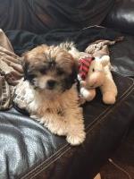 Amanda  Burnett - Shih Poo Stud