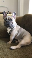 Elizabeth - French Bulldog Stud