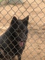 Johnny Smith - German Shepherd Dog Breeder German Shepherd Dog breeder