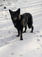 Hailey Ferrara - German Shepherd Dog Stud