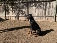 Javier - Doberman Pinscher Stud