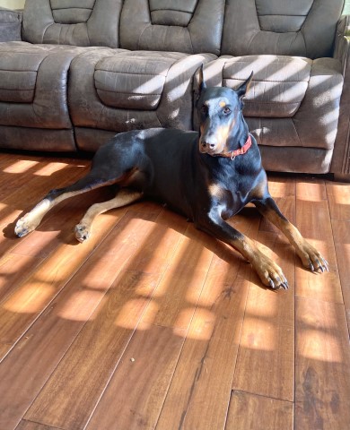 Doberman Pinscher Stud 30816