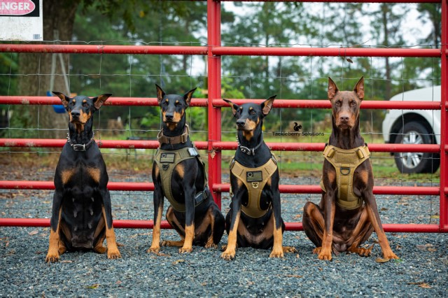 Doberman Pinscher Breeder 29541