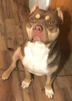 David - American Pit Bull Terrier Stud