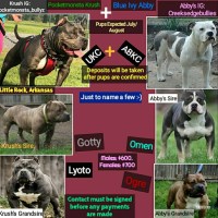 Creeks Edge Bullies American Pit Bull Terrier breeder
