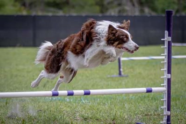 RipTide Border Collies