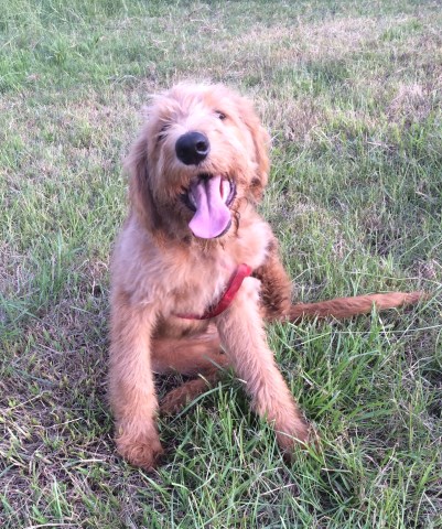 Labradoodle Breeder 26931