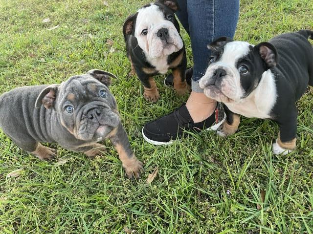 Orta's AKC English Bulldogs