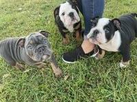 Orta's AKC English Bulldogs English Bulldog breeder