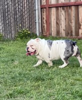 Karen - English Bulldog Stud