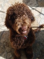 Paul - Labradoodle Stud
