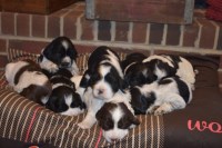 English Springer Spaniel thumbnail
