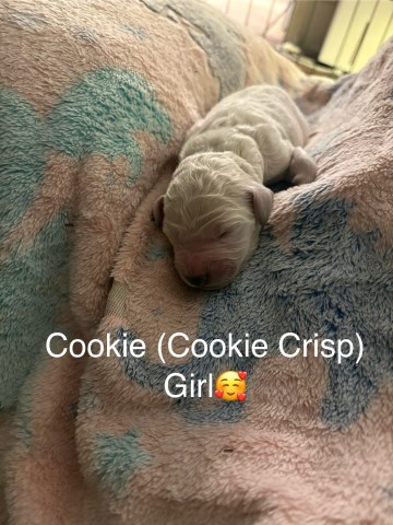 Goldendoodle Breeder 31831