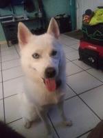 Jorge & Ashley Hernandez - Pomsky Stud