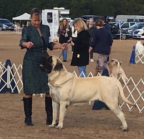 Impeccable Mastiffs