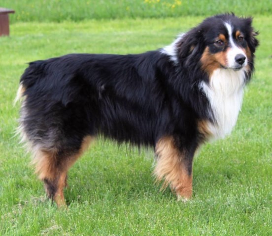 Rockin D Australian Shepherds