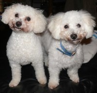 Bichon Frise thumbnail