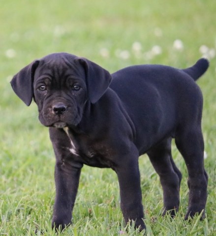 Cane Corso Breeder 25687