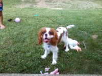 Felicia - Cavalier King Charles Spaniel Stud