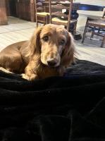 Sarah Roby - Dachshund Stud