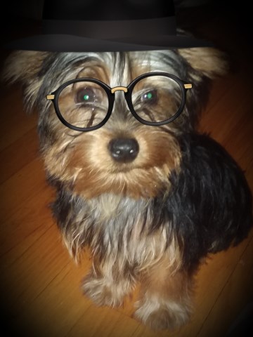 Yorkshire Terrier Breeder 26671