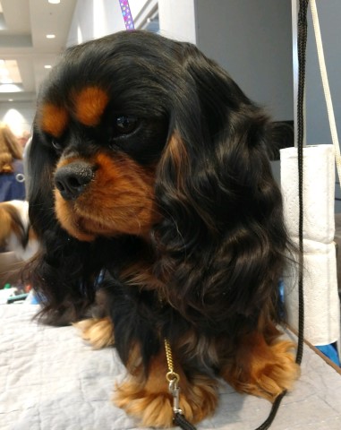 Cavalier King Charles Spaniel Stud 30114