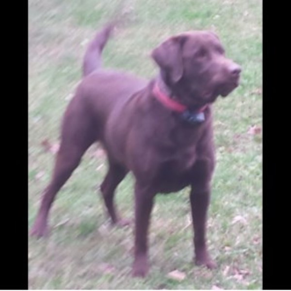 Bush Creek Rugger, Labrador Retriever Stud in Crestwood ...