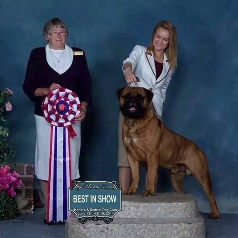 Bullmastiff Breeder 25614